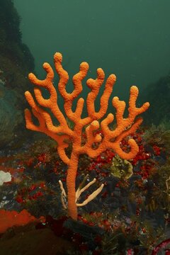 Orange sine sea fan (Eunicella tricoronata), sea fan, False Bay dive site, Cape of Good Hope, Cape Town, South Africa