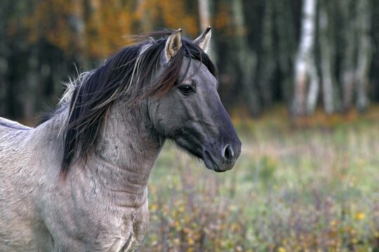 Konik horse (Equus islandicus), stallion, Tarpan rebreeding, portrait