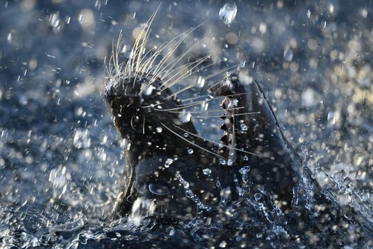 California sea lion (Zalophus californianus), male, splashing in water, animal portrait, close-up, captive, Germany