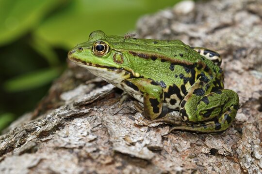 Green frog (Rana esculenta), is stung by Long-horned fly (Nematocera), Schleswig-Holstein, Germany