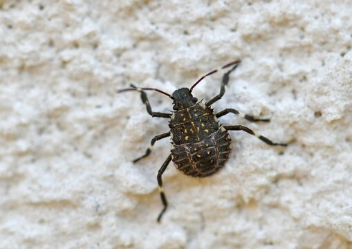 Brown marmorated stink bug (Halyomorpha halys), young animal, on house wall, originally Asian area, Stuttgart, Baden-W&uuml;rttemberg, Germany