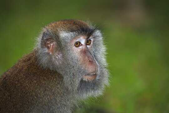 Langschwanzmakak, Long-tailed Macaque or crab-eater (Macaca fascicularis), Bako National Park, Sarawak, Borneo, Malaysia