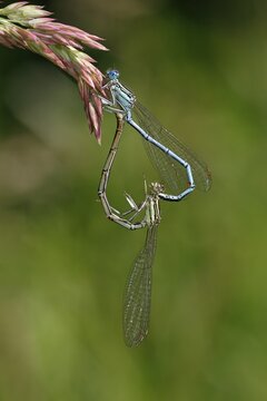 White-legged damselfly (Platycnemis pennipes), mating wheel on a grass wheel, Schleswig-Holstein, Germany