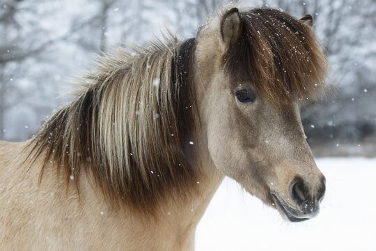 Icelandic horse (Equus islandicus), mare in snow, animal portrait in winter, Schleswig-Holstein, Germany