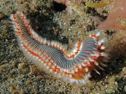 Colourful fire bristle worm (Hermodice carunculata) on the seabed. Dive site El Cabron marine reserve, Arinaga, Gran Canaria, Spain, Atlantic Ocean