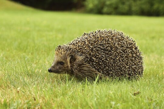 European hedgehog (Erinaceus europaeus), in a meadow, North Rhine-Westphalia, Germany