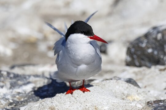 Arctic tern (Sterna paradisaea), Schleswig-Holstein, Germany