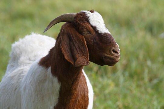 BoersDomestic Goat (Capra aegagrus hircus) animal portrait, Schleswig-Holstein, Germany