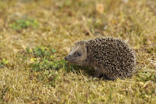 European hedgehog (erinaceus europaeus), juvenile, on a meadow orchard, wildlife, Wilnsdorf, North Rhine-Westphalia, Germany