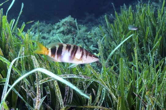 Painted comber (Serranus scriba) in the Mediterranean Sea near Hy&egrave;res. Dive site Giens Peninsula, C&ocirc;te dAzur, France