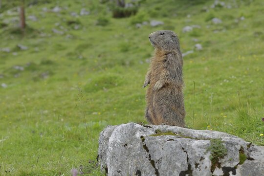 Alpine Marmot (Marmota marmota), guardian of the group on a mountain meadow, Upper Bavaria, Bavaria