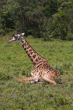 Maasai giraffe (Giraffa camelopardalis) sitting on ground, Arusha National Park, Tanzania