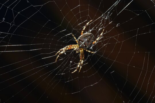 European Garden Spider, Diadem Spider or Cross Orbweaver (Araneus diadematus) in a web, Stuttgart, Baden-W&uuml;rttemberg, Germany, Europe