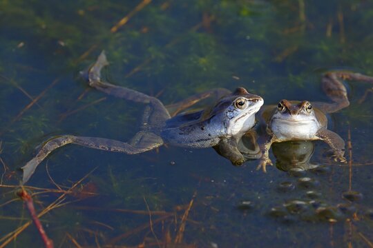 Moor frogs (Rana arvalis), squatting on spawn balls during mating season, Schleswig-Holstein, Germany