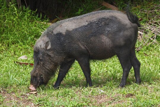 Bornean bearded pig (Sus barbatus), Bako National Park, Sarawak, Borneo, Malaysia