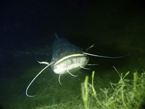 A large catfish (Silurus glanis), Waller, swims underwater at night, surrounded by aquatic plants. Dive site Wildsau, Berlingen, Lake Constance, Switzerland