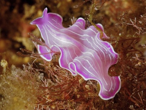 Variable flatworm (Prostheceraeus giesbrechtii), marine animal. Dive site Marine Reserve Cap de Creus, Rosas, Costa Brava, Spain, Mediterranean Sea