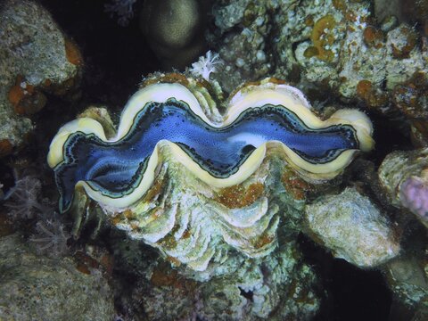 Maxima clam (Tridacna maxima), Dive Site House Reef, Mangrove Bay, El Quesir, Red Sea, Egypt