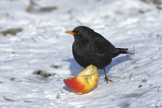 European blackbird (Turdus merula), male, feeding on an apple in a snowy meadow in winter, Wilden, North Rhine-Westphalia, Germany
