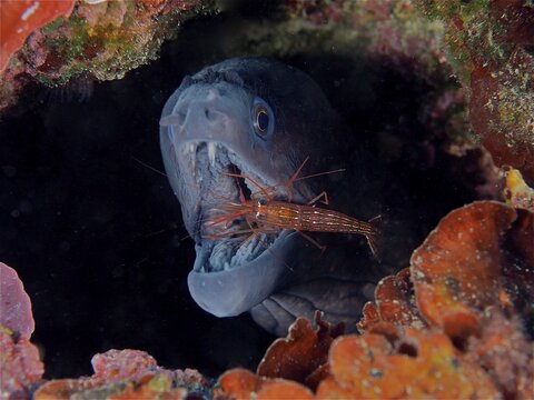 A mediterranean moray (Muraena helena) is being groomed by a monaco cleaner shrimp (Lysmata seticaudata) . Dive site Cap de Creus, Cadaques, Costa Brava, Spain, Mediterranean Sea