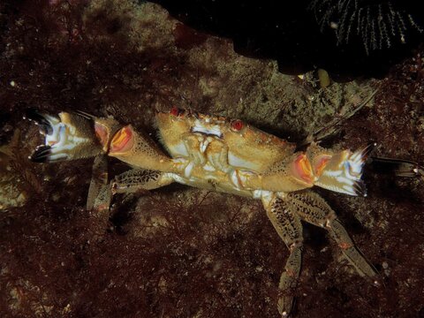Velvet crab (Necora puber) threatening with its claws. Dive site Ballycastle North, County Sligo, Irish Sea, North Atlantic, Ireland
