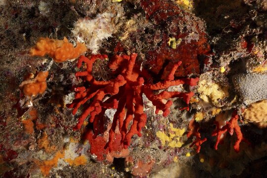 Noble coral (Corallium rubrum) in a lively underwater scene in the Mediterranean Sea near Hy&egrave;res, dive site Giens Peninsula, Provence Alpes C&ocirc;te d'Azur, France