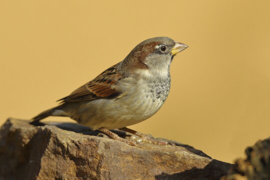 House sparrow (Passer domesticus), male, sitting on a stone, Siegerland, North Rhine-Westphalia, Germany