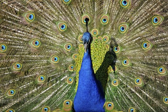 Indian Peafowl (Pavo cristatus) displaying its tail