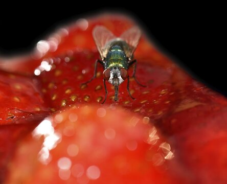 Common greenbottle (Lucilia caesar) fly, also blowfly, on a strawberry cake