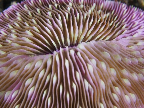 Detailed close-up of a pink mushroom coral (Fungia fungites), stony coral, with wavy patterns, dive site Gondol Reef, Gondol, Bali, Indonesia