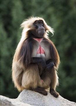 Gelada (Theropithecus gelada), male, alpha male, sitting on rock, captive