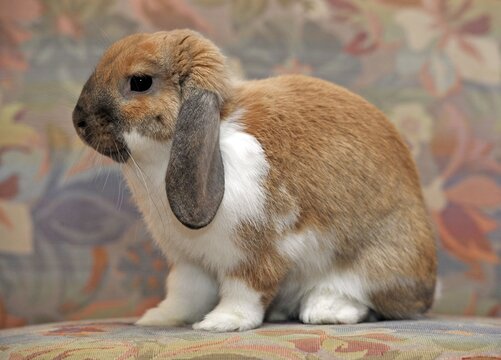 European Dwarf Rabbit (Oryctolagus cuniculus)