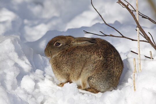 European Rabbit (Oryctolagus cuniculus) sitting in snow in winter