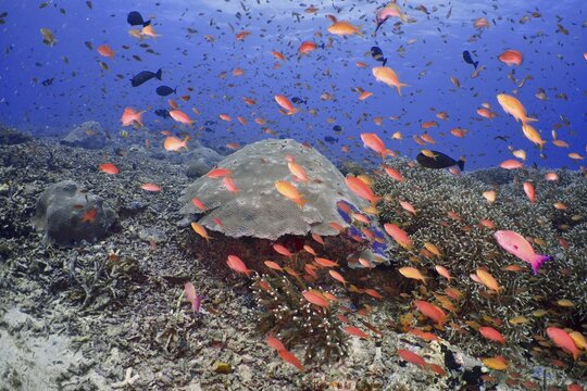 Hundreds of colourful fish, jewelled bannerfish (Pseudanthias squamipinnis), swimming lively over a coral reef, dive site SD, Nusa Ceningan, Nusa Penida, Bali, Indonesia