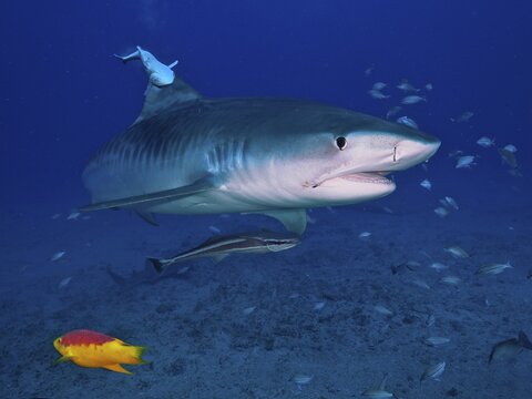 Tiger shark (Galeocerdo cuvier) with common remora (Remora remora), off Jupiter, Florida, USA
