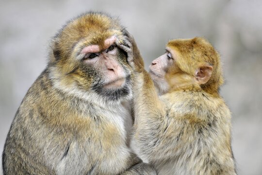 Barbary Macaque (Macaca sylvanus)