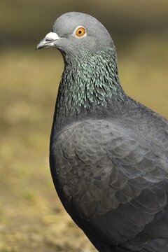 City dove (Columba livia f. domestica), animal portrait, Wiesbaden, Hesse Germany