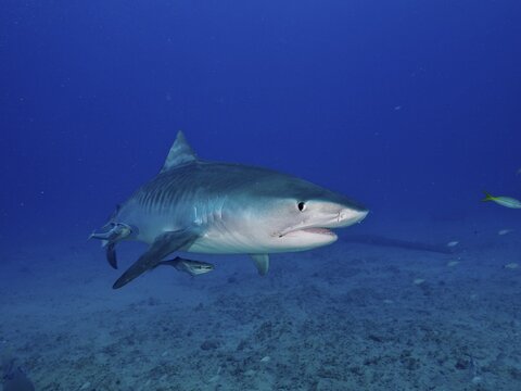 Tiger shark (Galeocerdo cuvier) with suckerfish (Echeneidae), off Jupiter, Florida, USA
