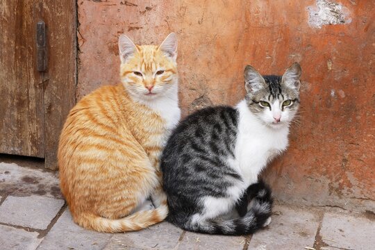 Two cats in Marrakesh, Morocco