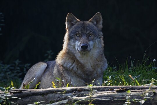 Resting Gray wolf (Canis lupus), Schleswig-Holstein, Germany