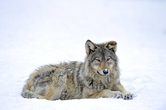 Mackenzie Valley Wolf, Alaskan Tundra Wolf or Canadian Timber Wolf (Canis lupus lycaon), young in the snow