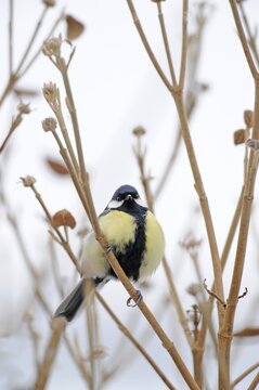 Great Tit (Parus major) in winter on a Butterfly Bush (Buddleja)