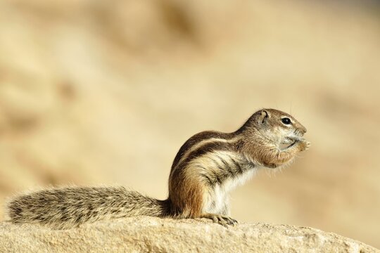 Barbary Ground Squirrel (Atlantoxerus getulus), Fuerteventura, Canary Islands, Spain, Europe