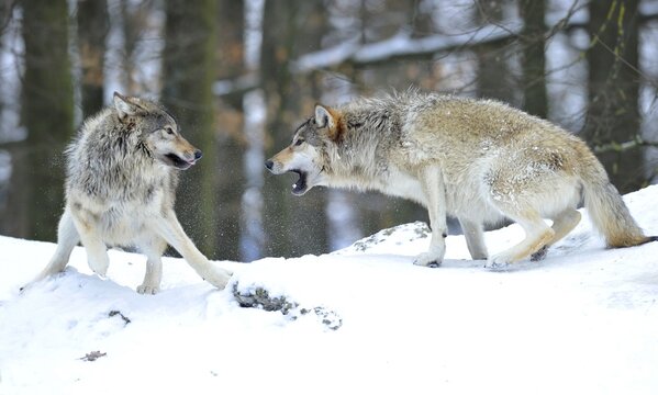 Mackenzie Wolf, Canadian wolf, Timber wolf (Canis lupus lycaon) in the snow, leader of the pack, on the right, reprimanding a young wolf