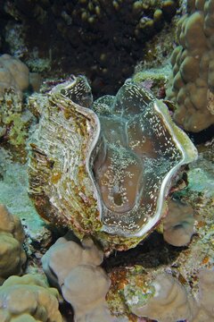 Maxima clam (Tridacna maxima), Panorama Reef Dive Site, Hurghada, Egypt, Red Sea