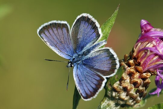 Idas Blue (Plebejus idas, Plebeius idas) butterfly, male