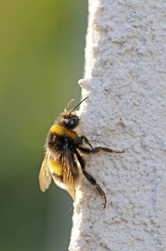 Buff-tailed Bumblebee (Bombus terrestris), chafing at a white wall