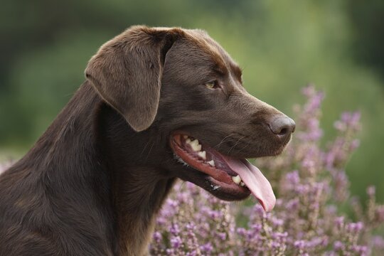 Brauner Labrador Retriever (Canis lupus familiaris), female panting, Portrait, Schleswig-Holstein, Germany