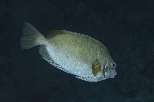 Dark rabbitfish (Siganus luridus), dive site House Reef, Mangrove Bay, El Quesir, Red Sea, Egypt