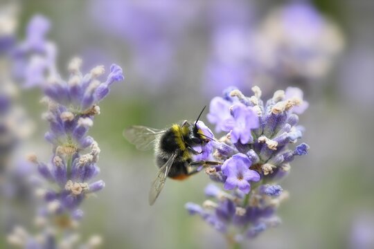 Early bumblebee (Bombus pratorum) collects nectar, common lavender (Lavandula angustifolia), Baden-W&uuml;rttemberg, Germany
